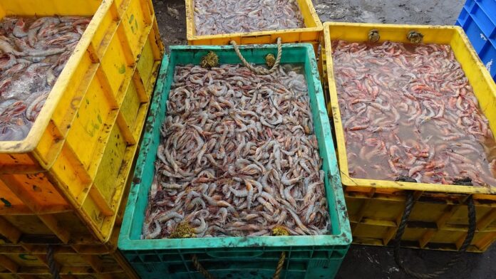 The Future of the Global Prawns Industry: Challenges & Opportunities