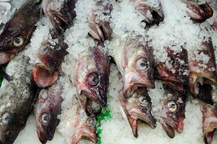 The Impact of Climate Change on Global Seafood Logistics