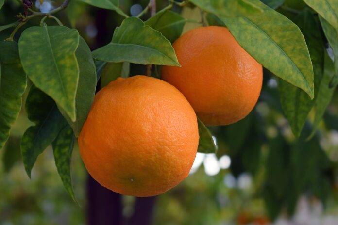 The Impact of EU Regulations on Orange Imports