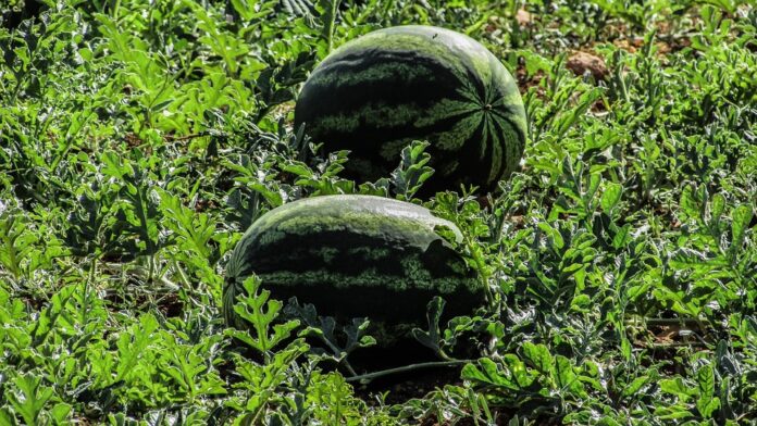 The Impact of EU Regulations on Watermelon Imports