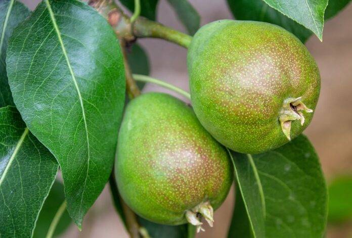 The Impact of Pear Monocultures on Soil & Water Resources