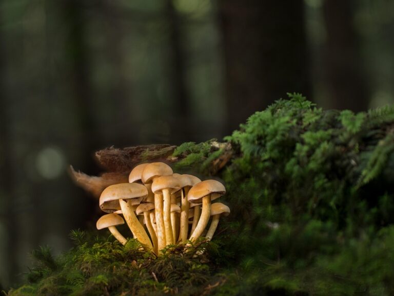 The Role of Agritech in Mushroom Farming & Key Industry Players The Role of Agritech in Mushroom Farming & Key Industry Players