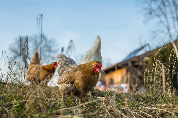 Top 10 Best-Selling Poultry Brands in Canada