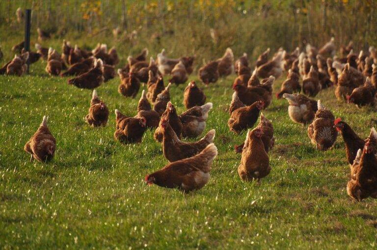 Top 10 Blockchain Solutions for Poultry Traceability in Global Trade Top 10 Blockchain Solutions for Poultry Traceability in Global Trade