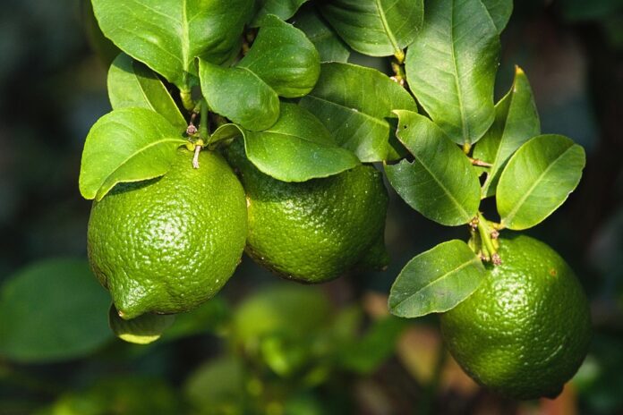 Top 10 Climate Change Impacts on Lemon Production