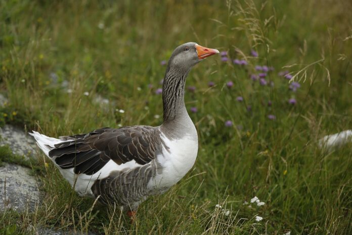 Top 10 Climate Change Impacts on Poultry Production