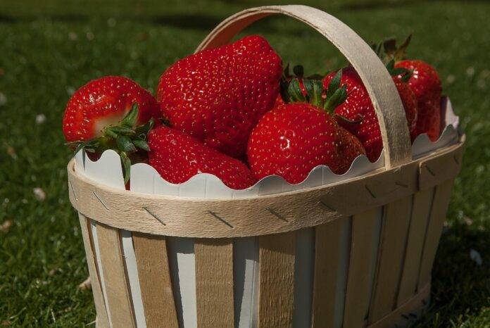 Top 10 Climate Change Impacts on Strawberry Production