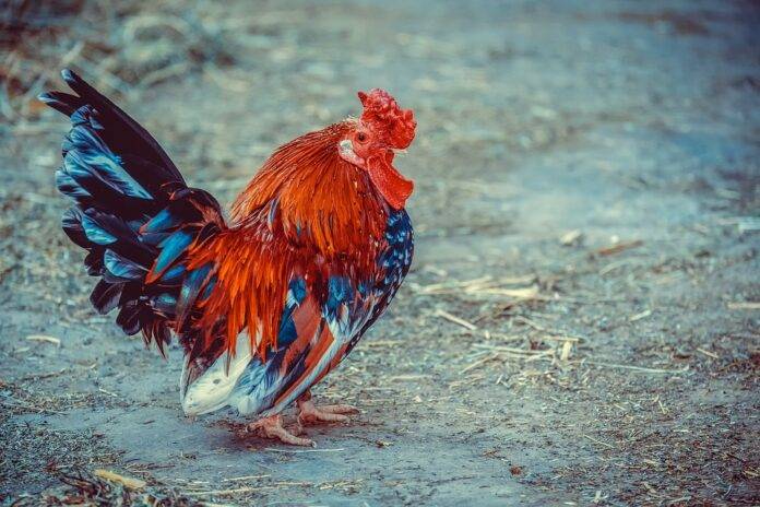 Top 10 Countries Dominating Cultivated Poultry Production by 2030