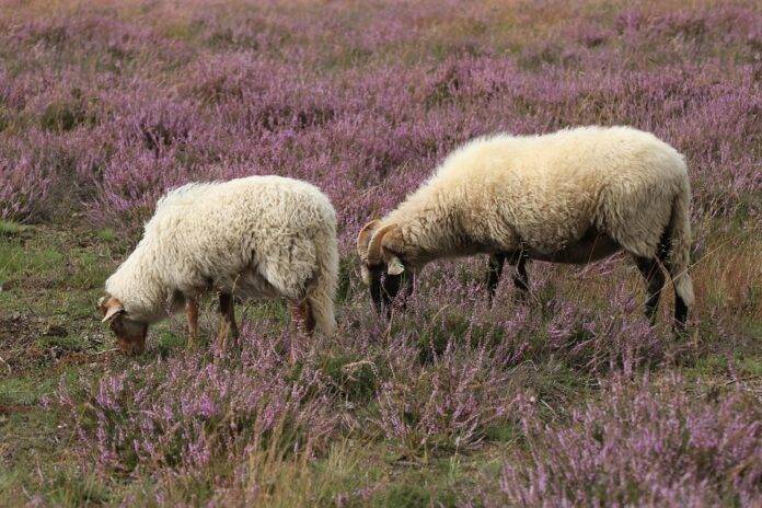 Top 10 Countries Enforcing Stricter Animal Welfare Standards for Sheep Farming