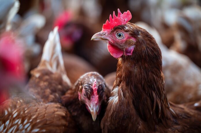 Top 10 Countries Implementing Climate-Friendly Poultry Production