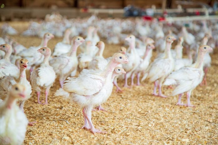 Top 10 Countries Leading Poultry Research & Development