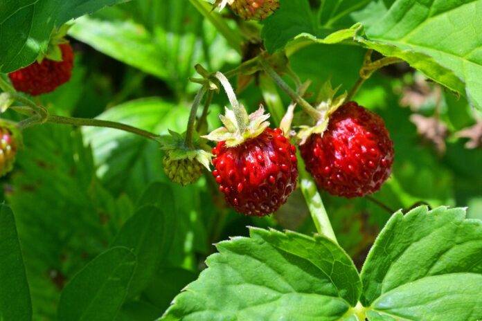 Top 10 Countries Leading Strawberry Essential Oil Production