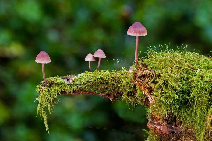 Top 10 Countries Producing the Best Quality Mushrooms & Key Players