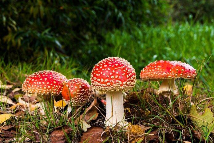 Top 10 Countries Using Mushrooms in Traditional Medicine