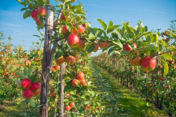 Top 10 Countries with the Best Apple Yields Per Hectare