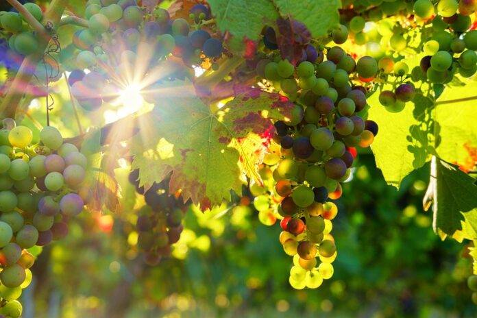 Top 10 Countries with the Best Grape Yields Per Hectare