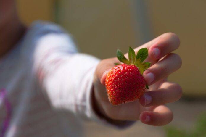 Top 10 Countries with the Best Strawberry Farming Conditions