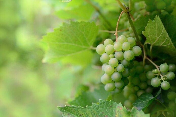 Top 10 Countries with the Fastest Growing Grape Exports