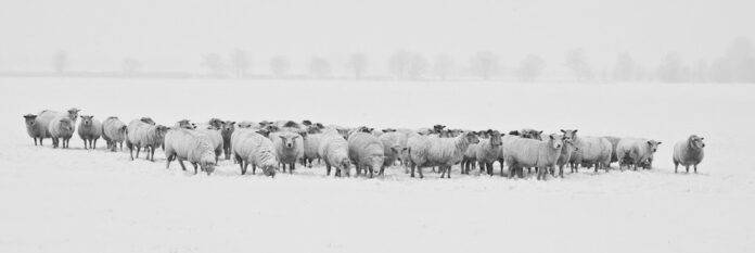 Top 10 Countries with the Most Sheep Export Restrictions