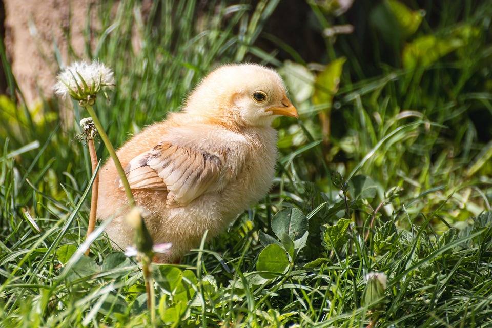 Top 10 Cultural Trends Impacting Poultry Consumption Worldwide