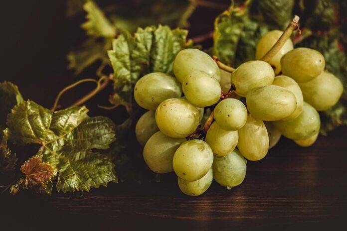 Top 10 Drought-Resistant Grape Varieties