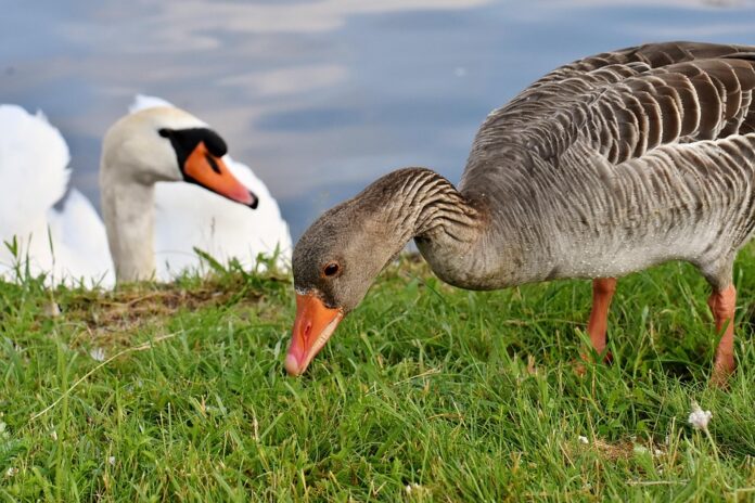 Top 10 Drought-Resistant Livestock Breeds for Poultry Production