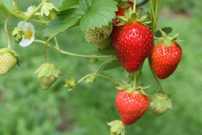 Top 10 Drought-Resistant Strawberry Varieties