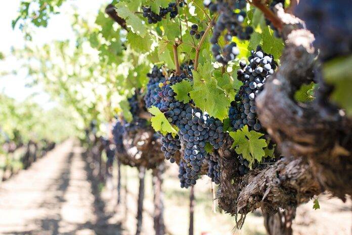 Top 10 Economic Impacts of Grape Tariffs & Trade Policies