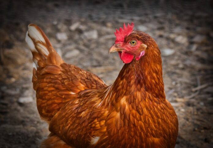 Top 10 Economic Impacts of Poultry Tariffs & Trade Policies