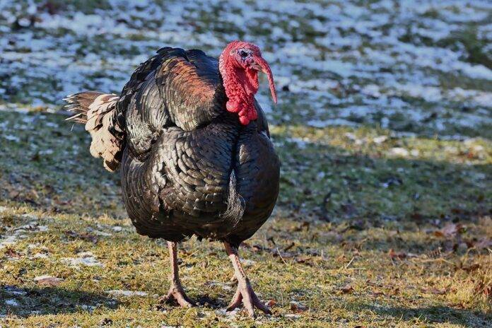 Top 10 Emerging Consumer Trends in Poultry Consumption
