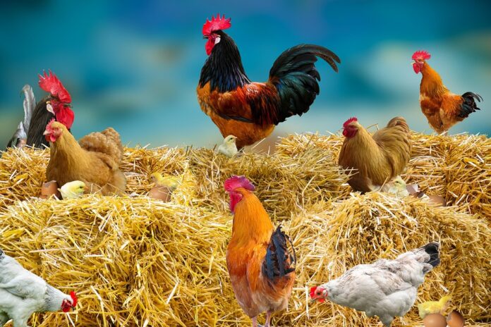 Top 10 Factors Influencing Consumer Poultry Preferences