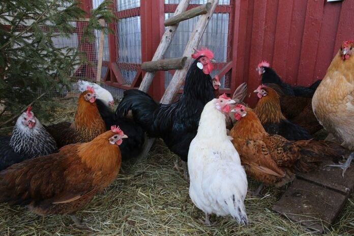 Top 10 Fastest Growing Plant-Based Poultry Companies