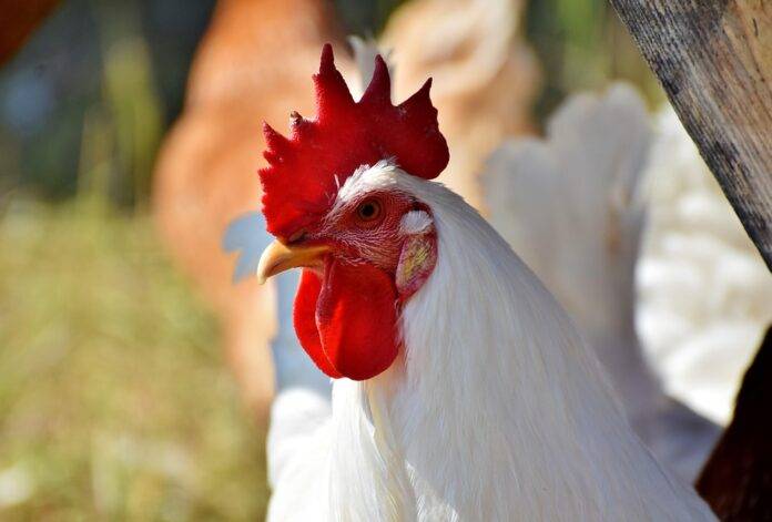 Top 10 Fastest Growing Poultry-Based Foodservice Categories
