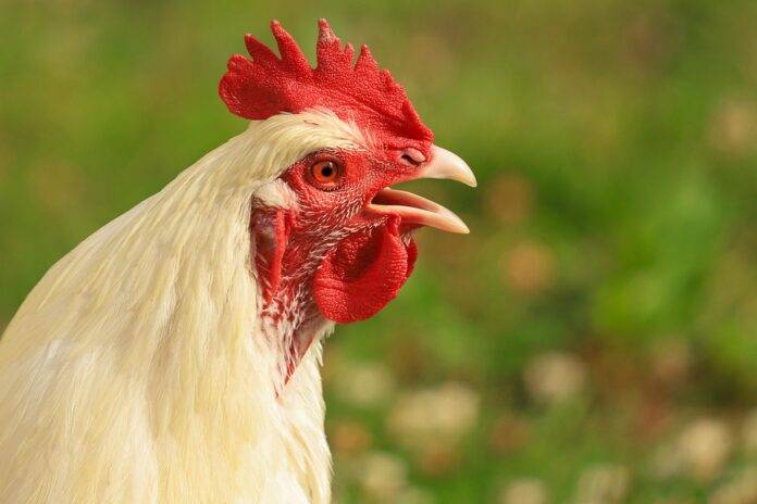 Top 10 Fastest Growing Poultry-Based Snack Brands