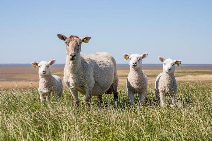 Top 10 Fastest Growing Sheep Meat Brands in 2025