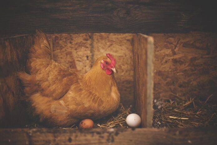 Top 10 Government Regulations Affecting the Lab-Grown Poultry Industry