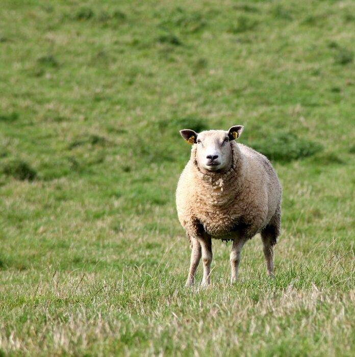 Top 10 Government Regulations Affecting the Lab-Grown Sheep Meat Industry