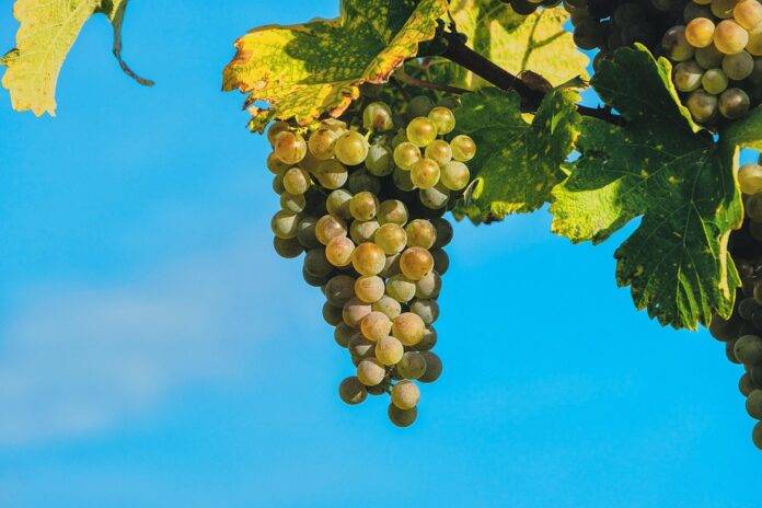 Top 10 Grape Export Destinations for the USA