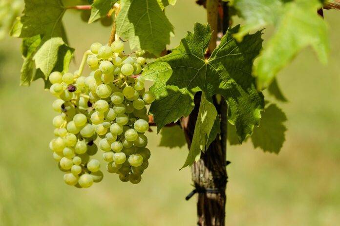 Top 10 Grape Farming Technologies Transforming the Industry