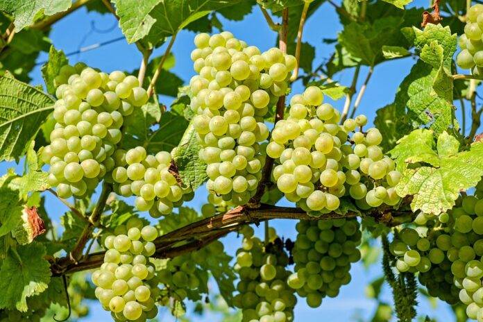 Top 10 Grape Harvesting Techniques Used Globally