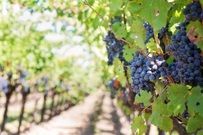 Top 10 Grape Importing Countries in the World