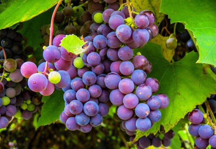 Top 10 Grape Producing Countries in Europe