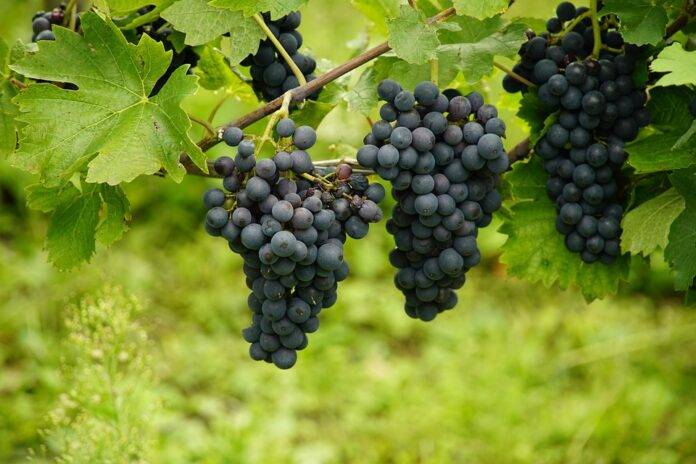 Top 10 Grape Producing Countries in the World