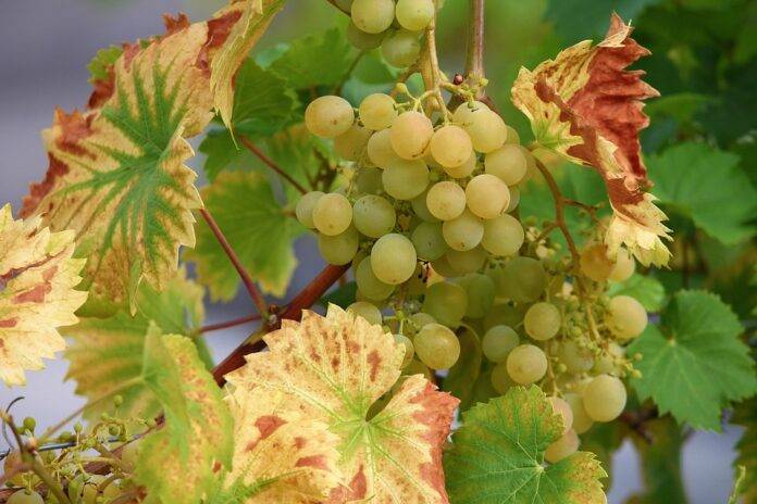 Top 10 Grape Trading Companies in the World