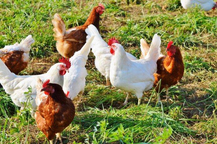 Top 10 Health Benefits of Poultry Consumption