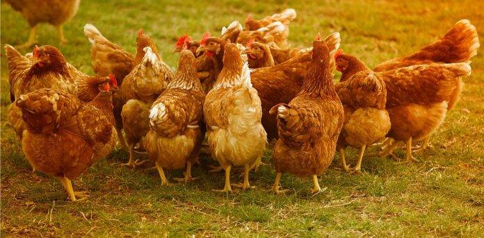 Top 10 Initiatives to Reduce Carbon Footprint in Poultry Processing