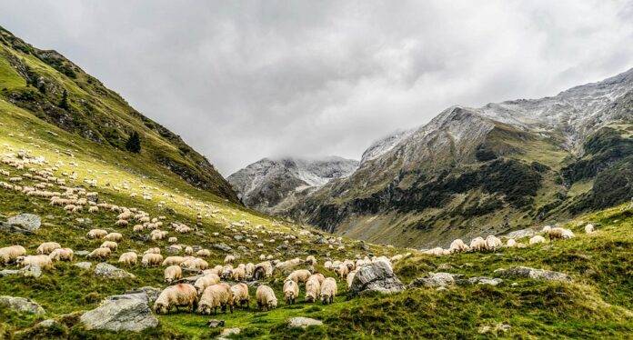 Top 10 Initiatives to Reduce Carbon Footprint in Sheep Processing