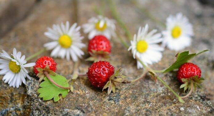 Top 10 Innovative Strawberry Waste Recycling Methods in the Industry