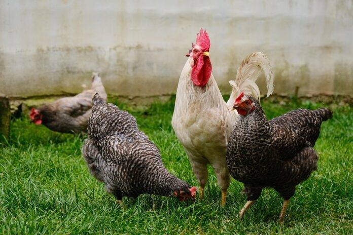 Top 10 Largest Poultry Exporters in the World