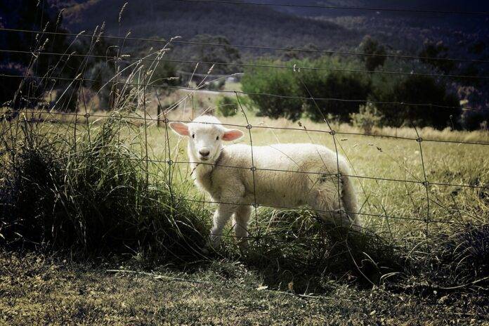 Top 10 Largest Sheep Meat Brands in the World
